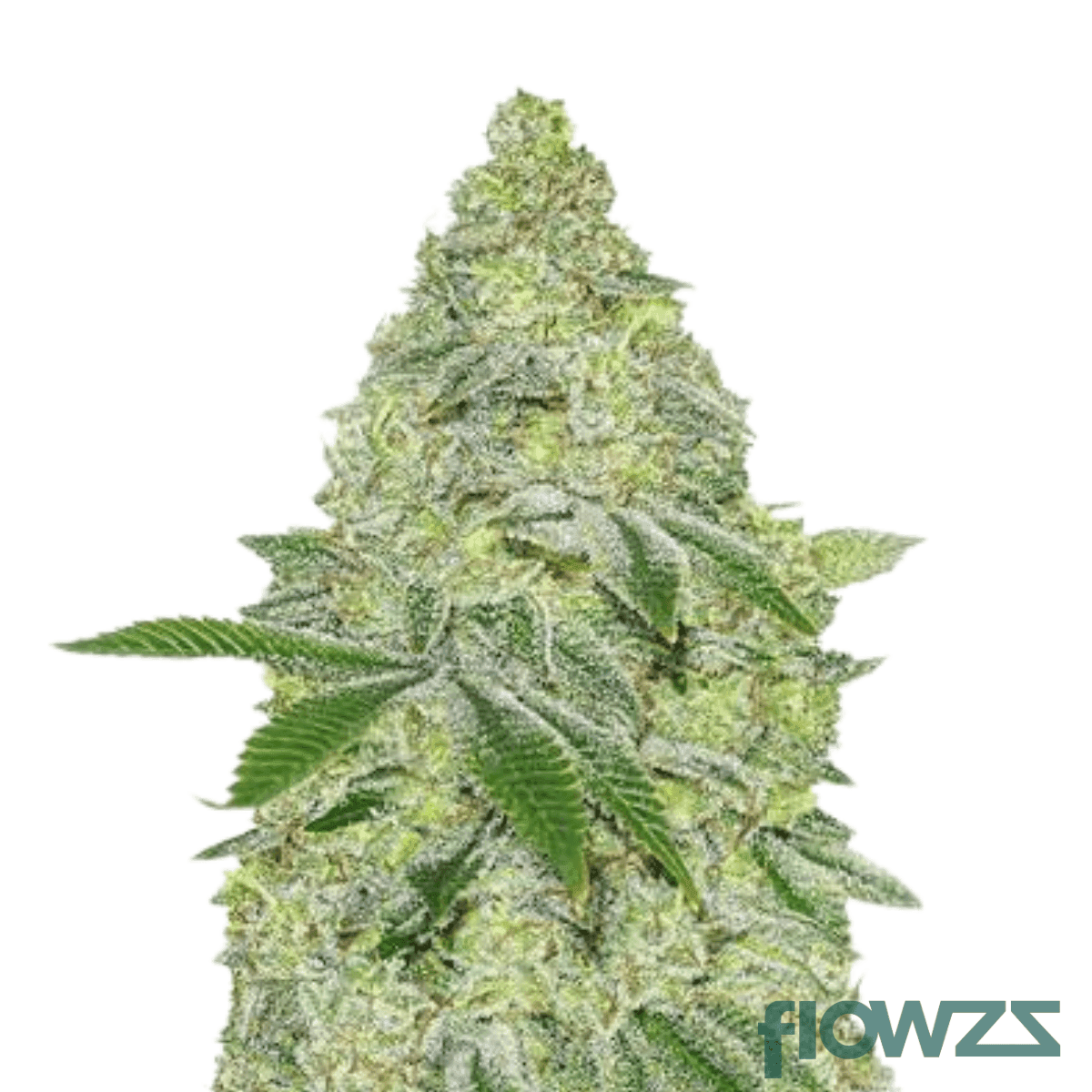 sherbet-sunrise