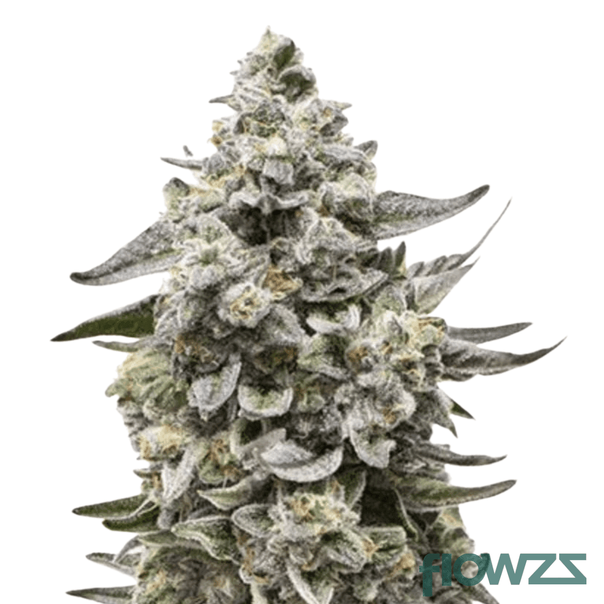 blueberry-runtz