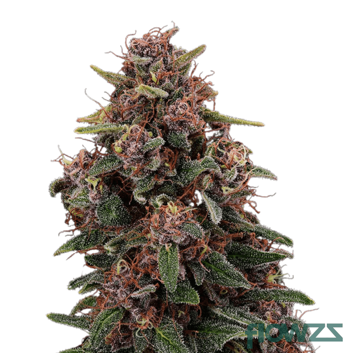lavender-cake-x-siesta