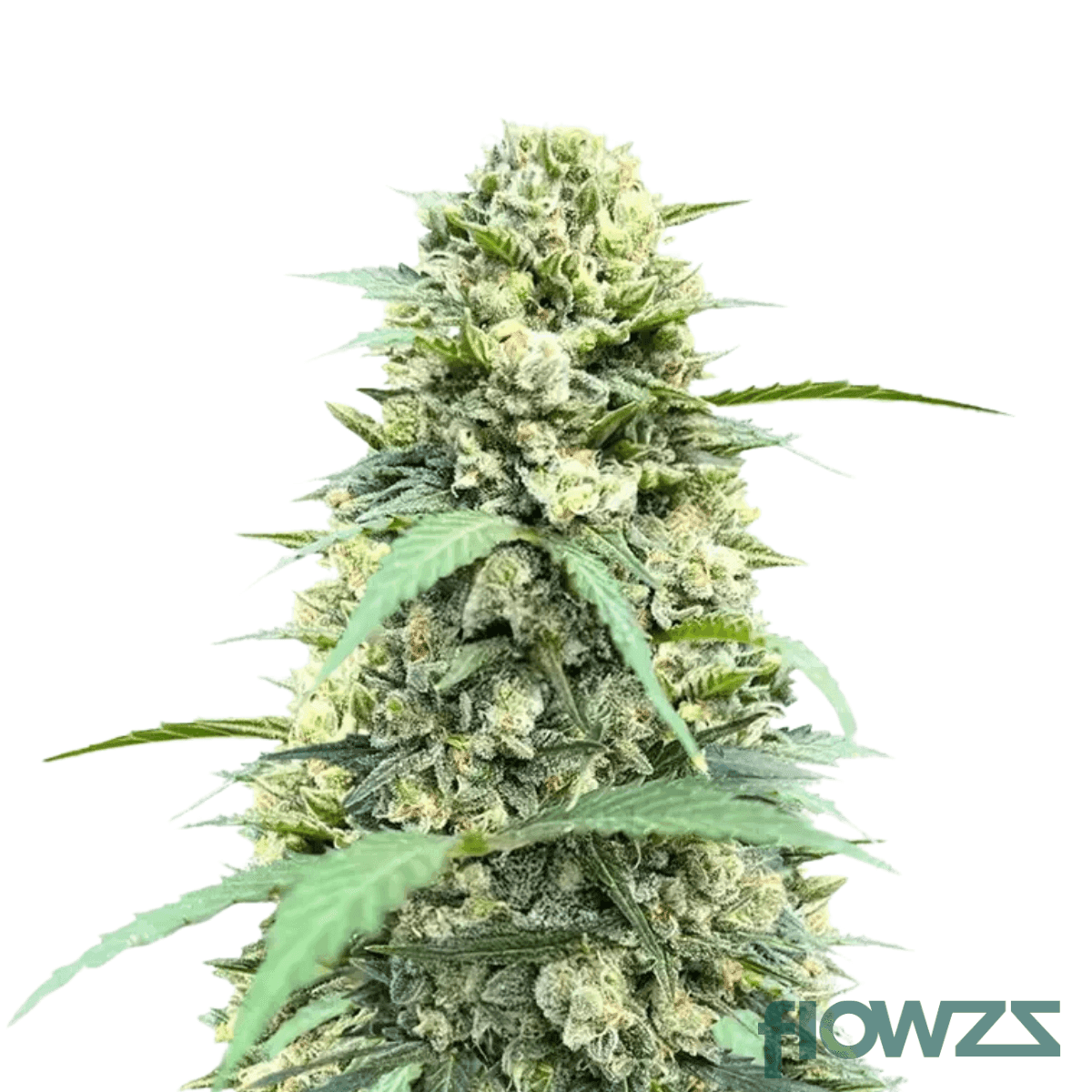 frosty-platin-widow