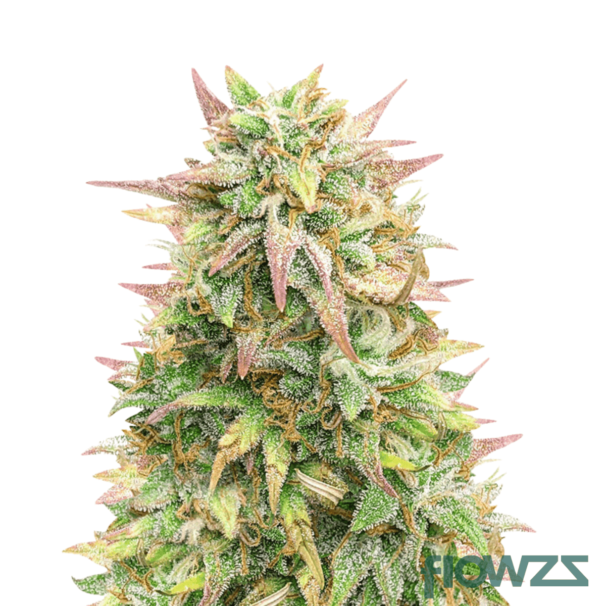 Kali Lime Pie