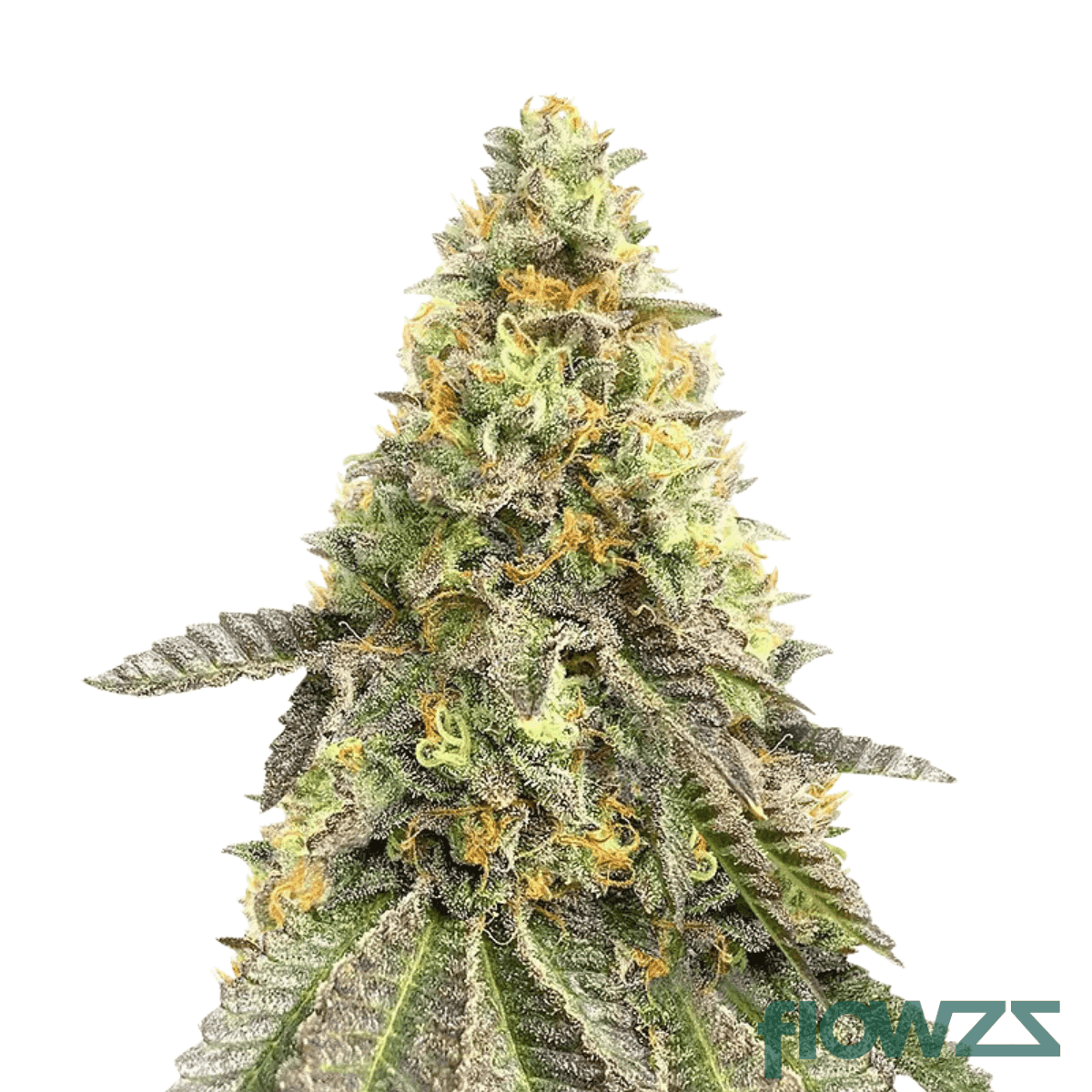 kool-grapes