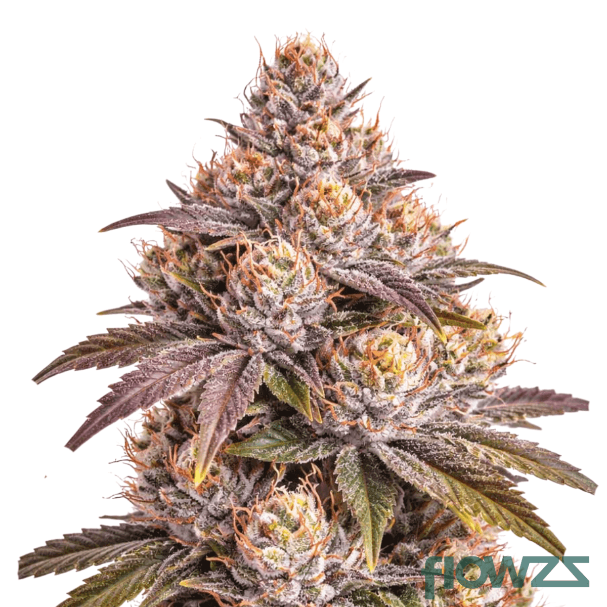 black-rainbow-sherbert