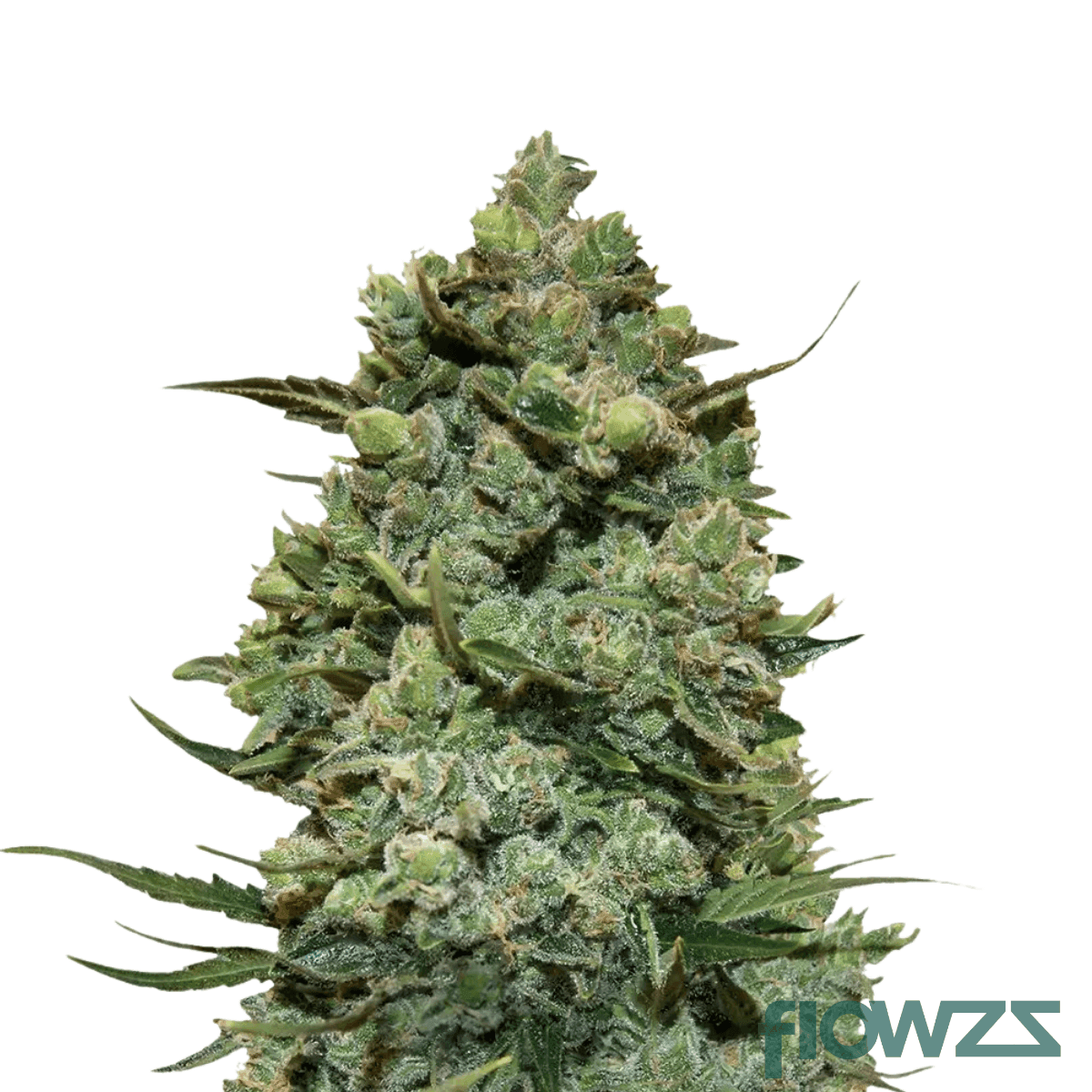 creamy-kush