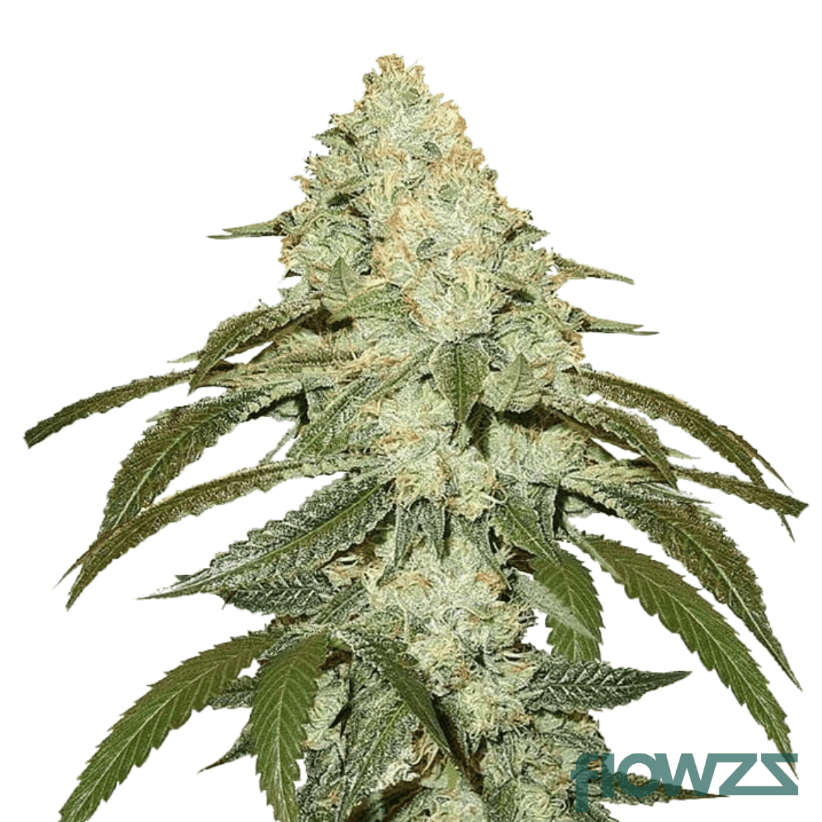 platinum-cookies