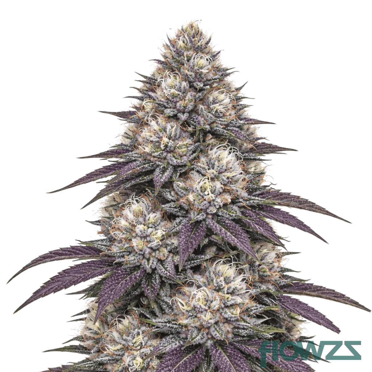 gelatti-kush-mints