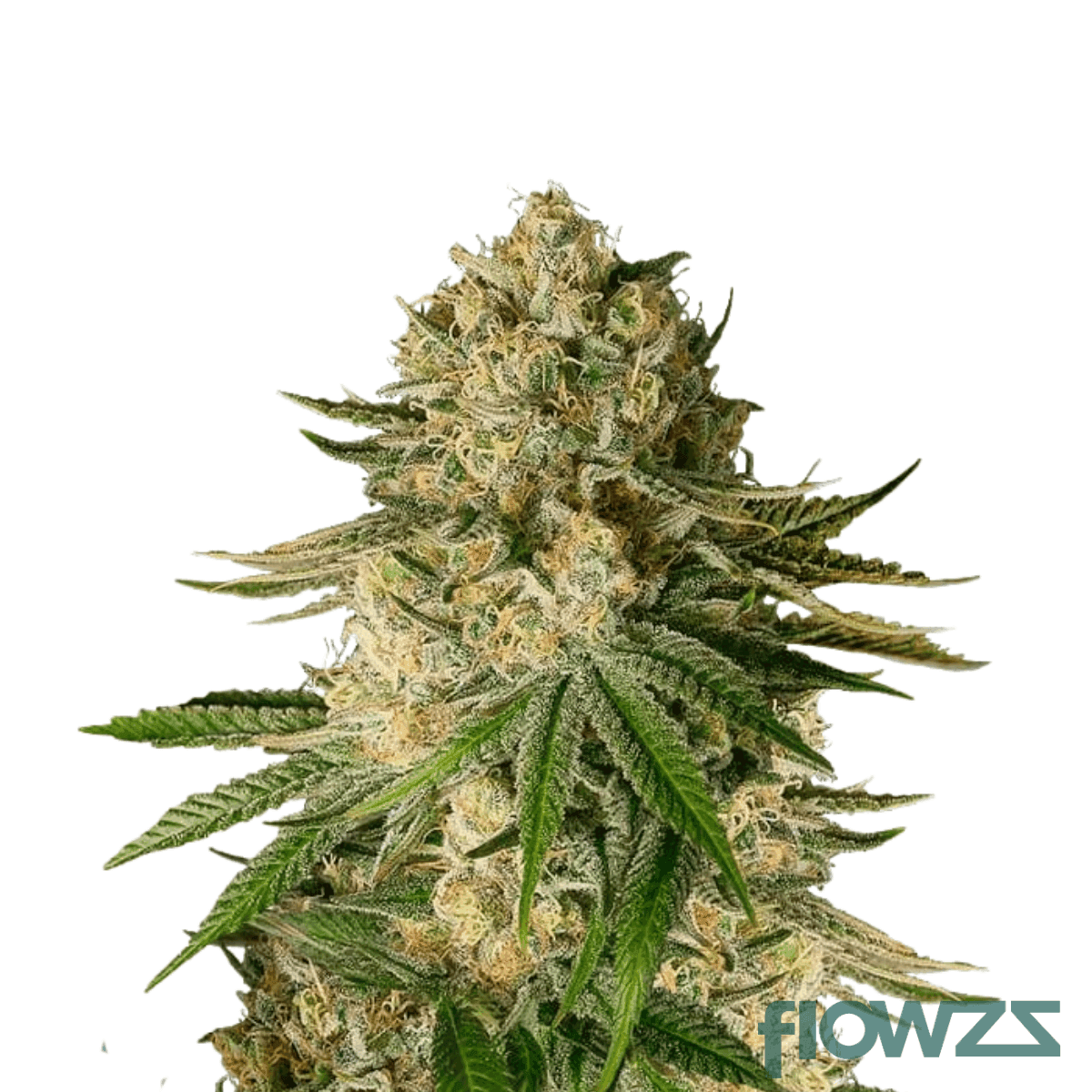 rich-kings-kush