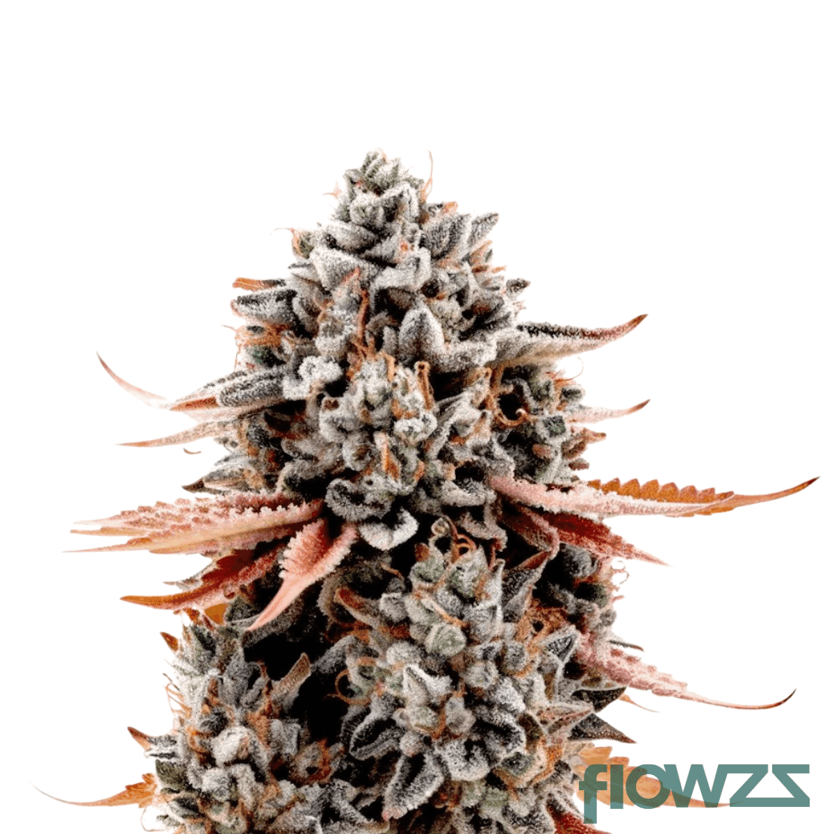 grizzly-glue