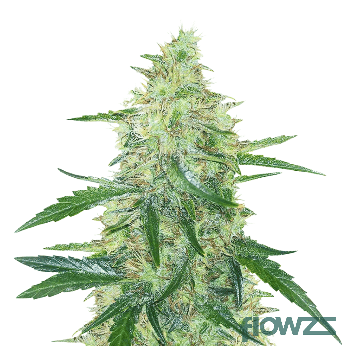 sticky-apple