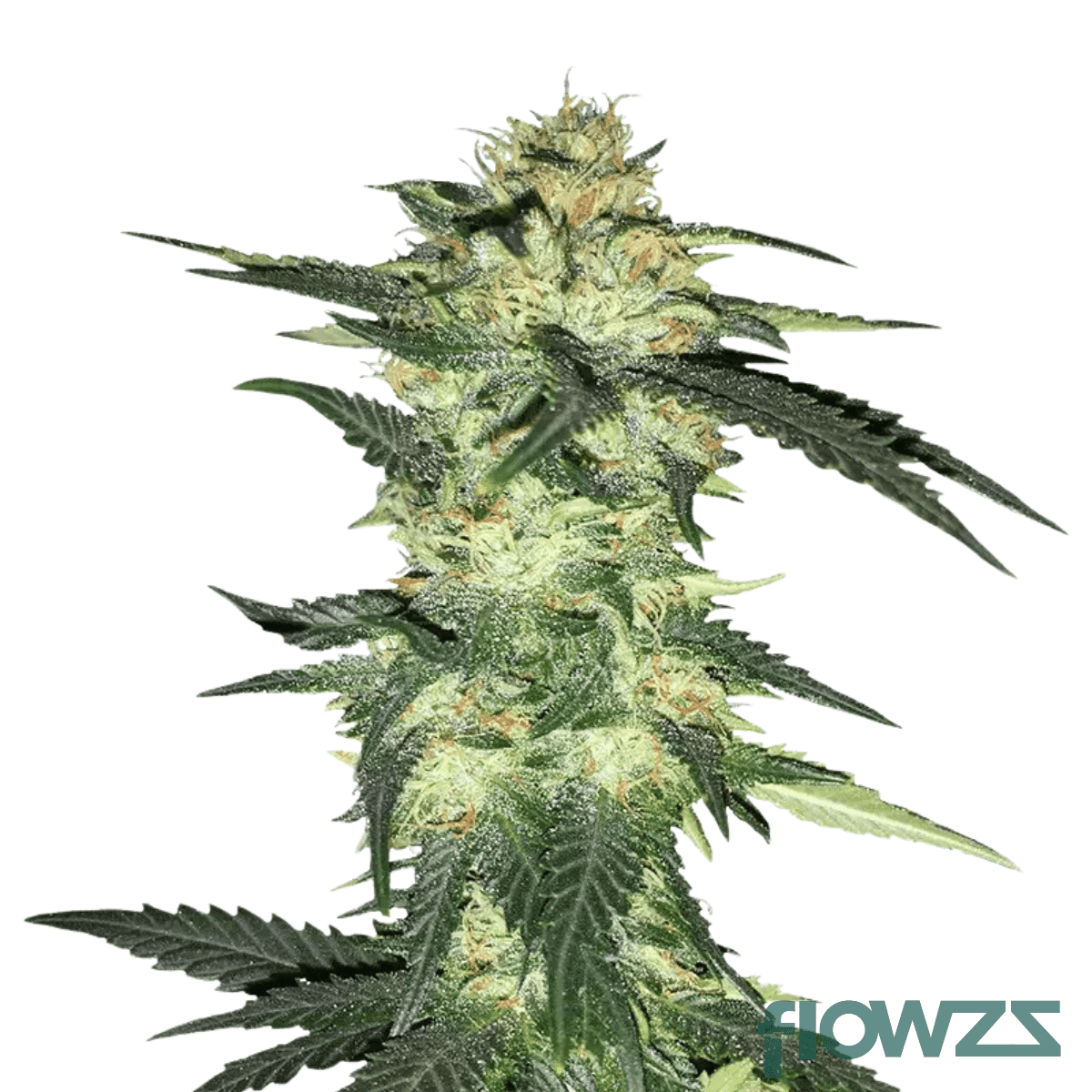 blue-mojito