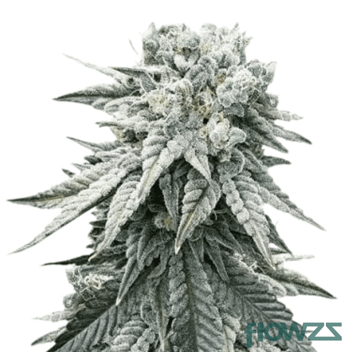 alien-green