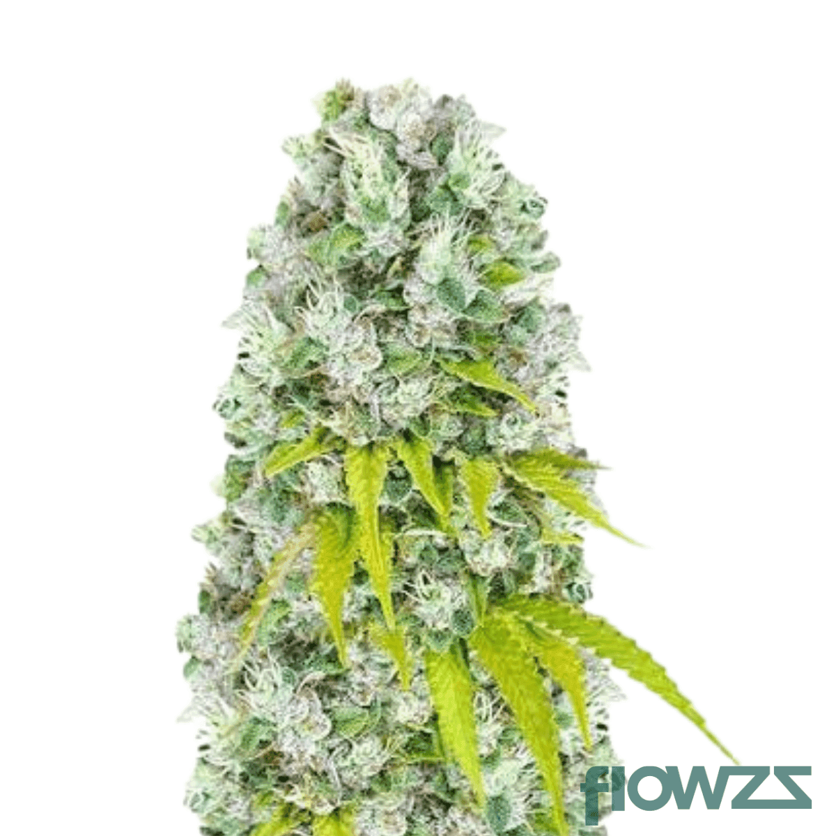 jet-fuel-kush