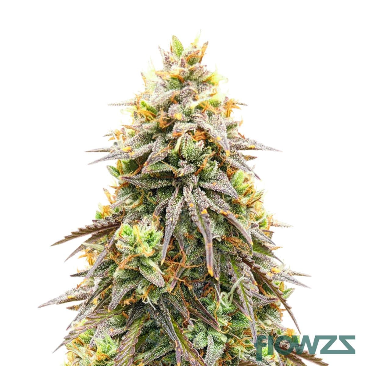 pineapple-krush