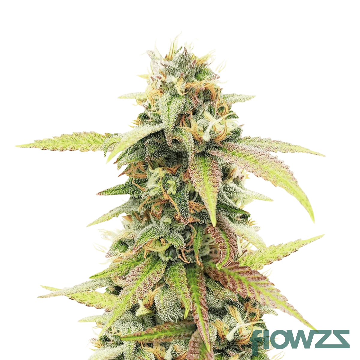 starwalker-kush