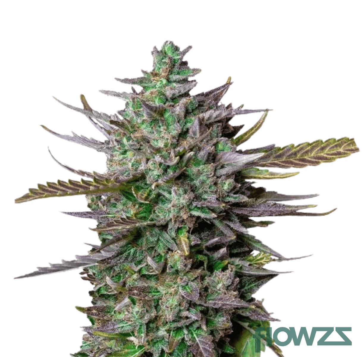 blueberry-fritter