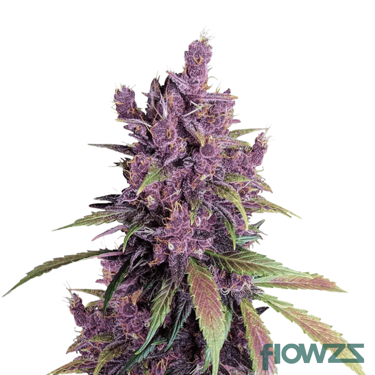 purple-punch-x-black-cherry