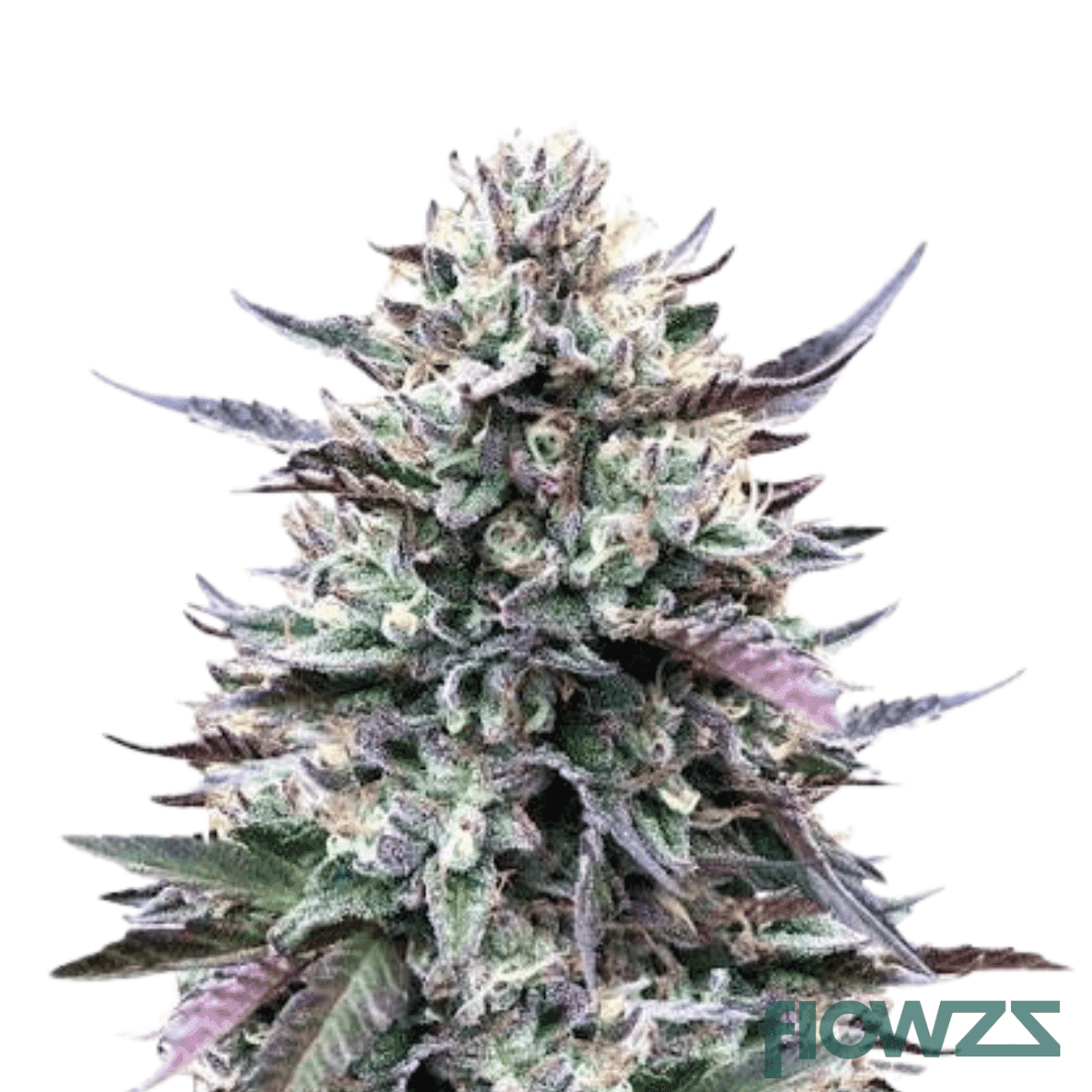 gelato-poison