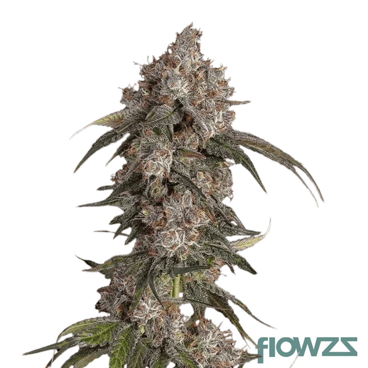 super-lemon-haze-x-end-game-3