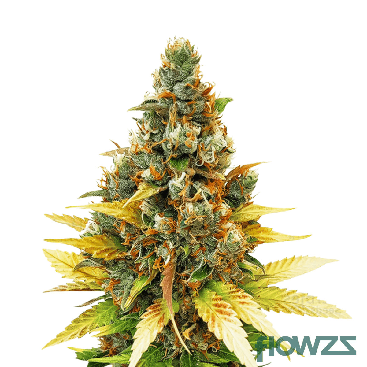 citrus-bliss-gelato