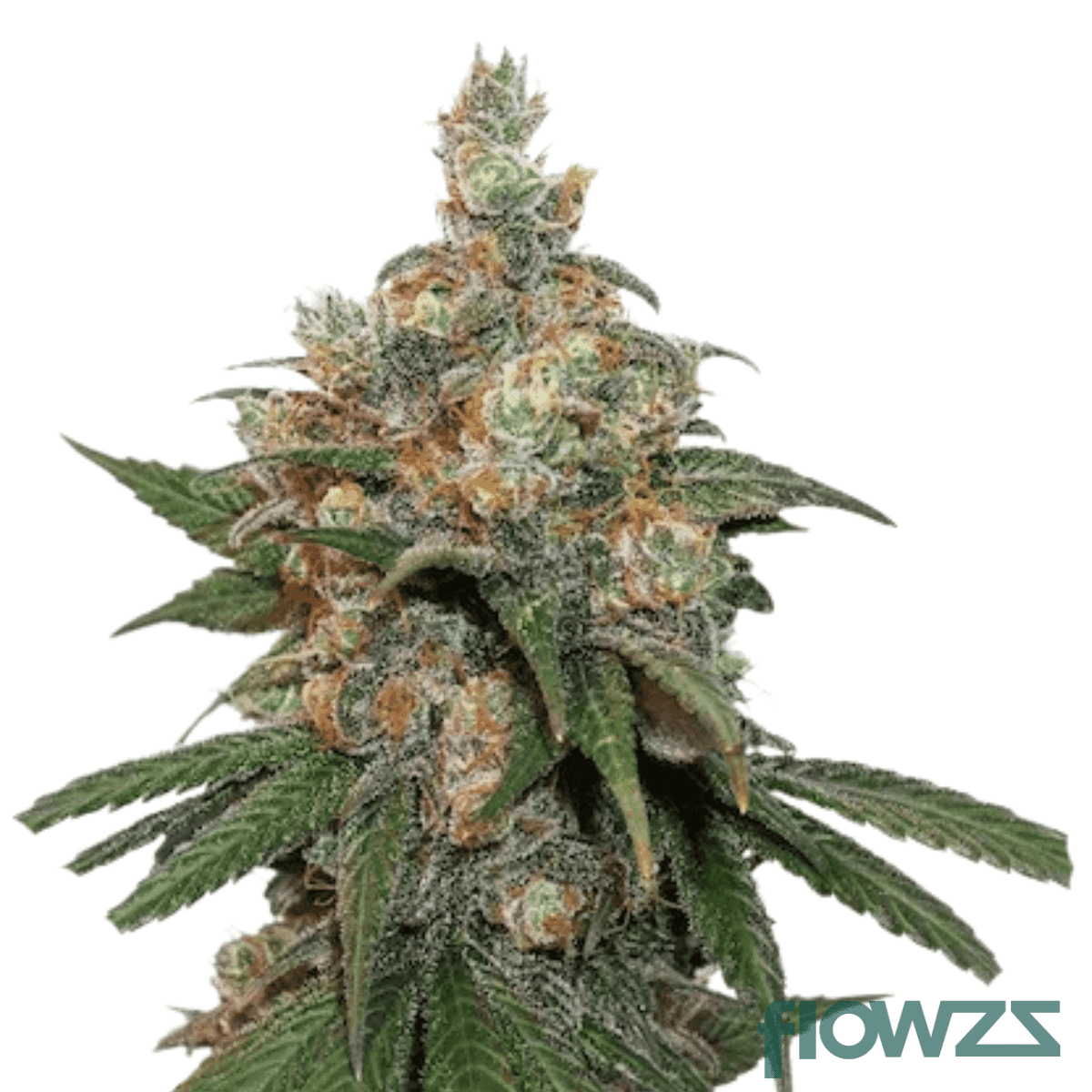 chocolate-mint-og-2-0