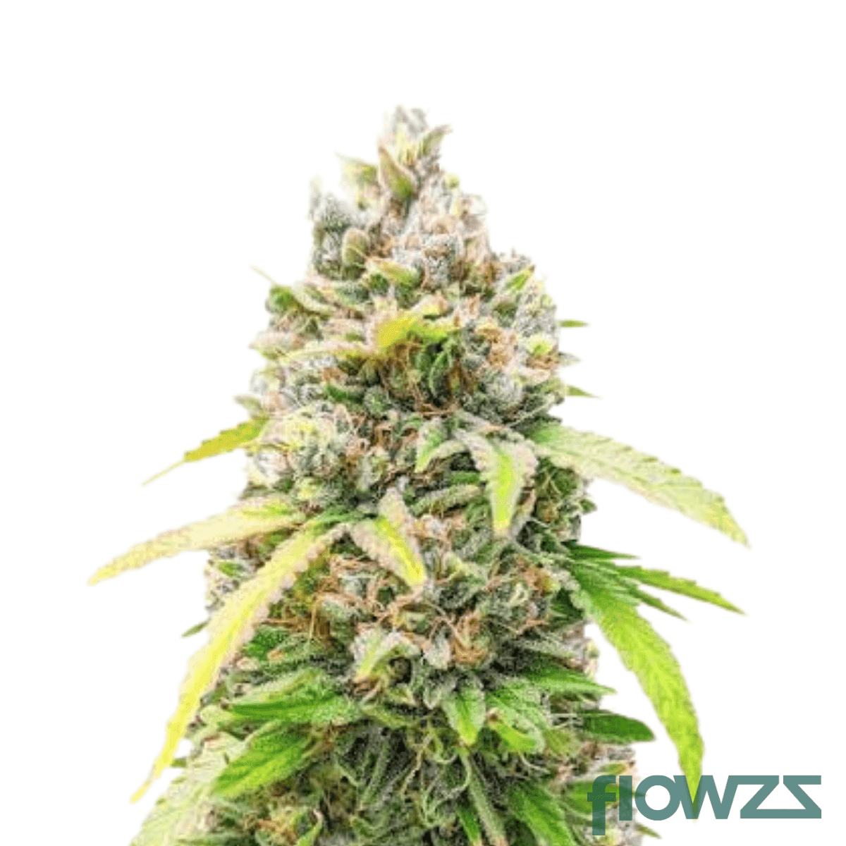 diamond-kush