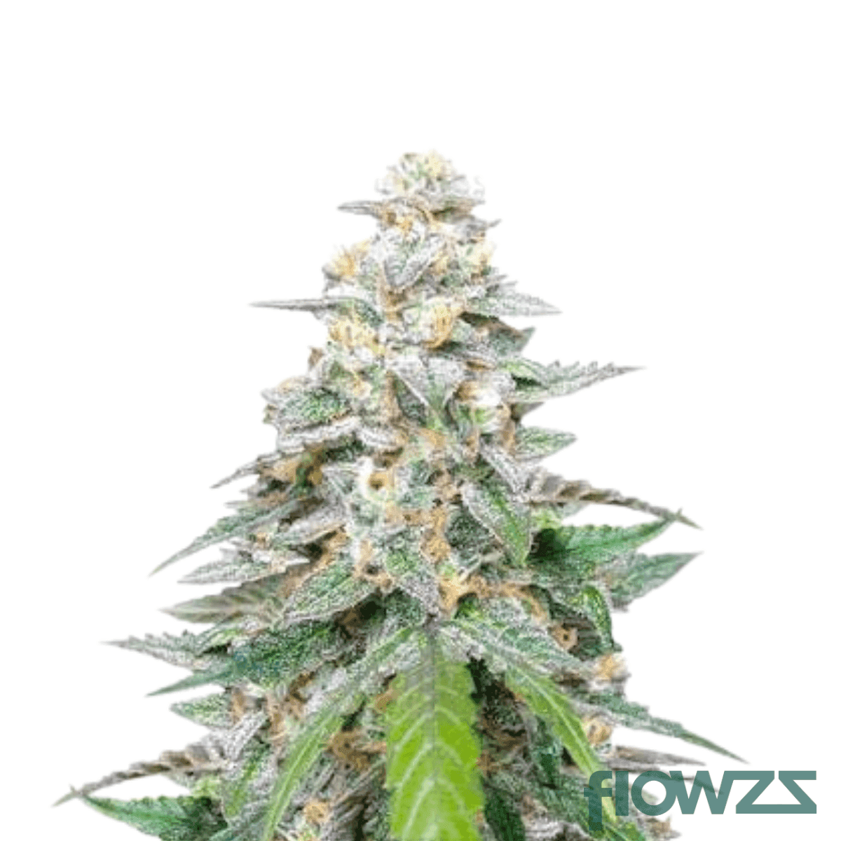 blueberry-lemon-cherry-gelato
