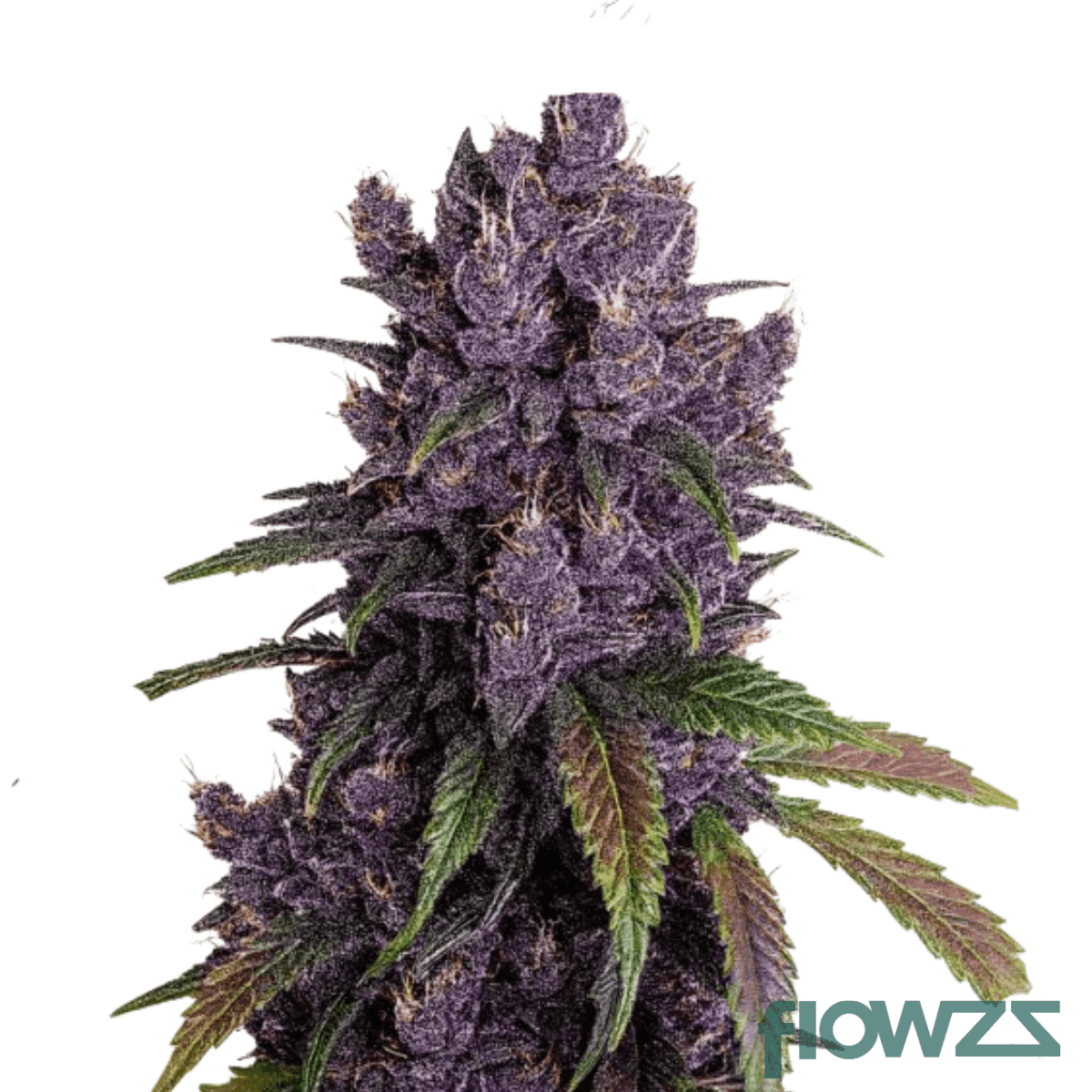 cosmic-gas