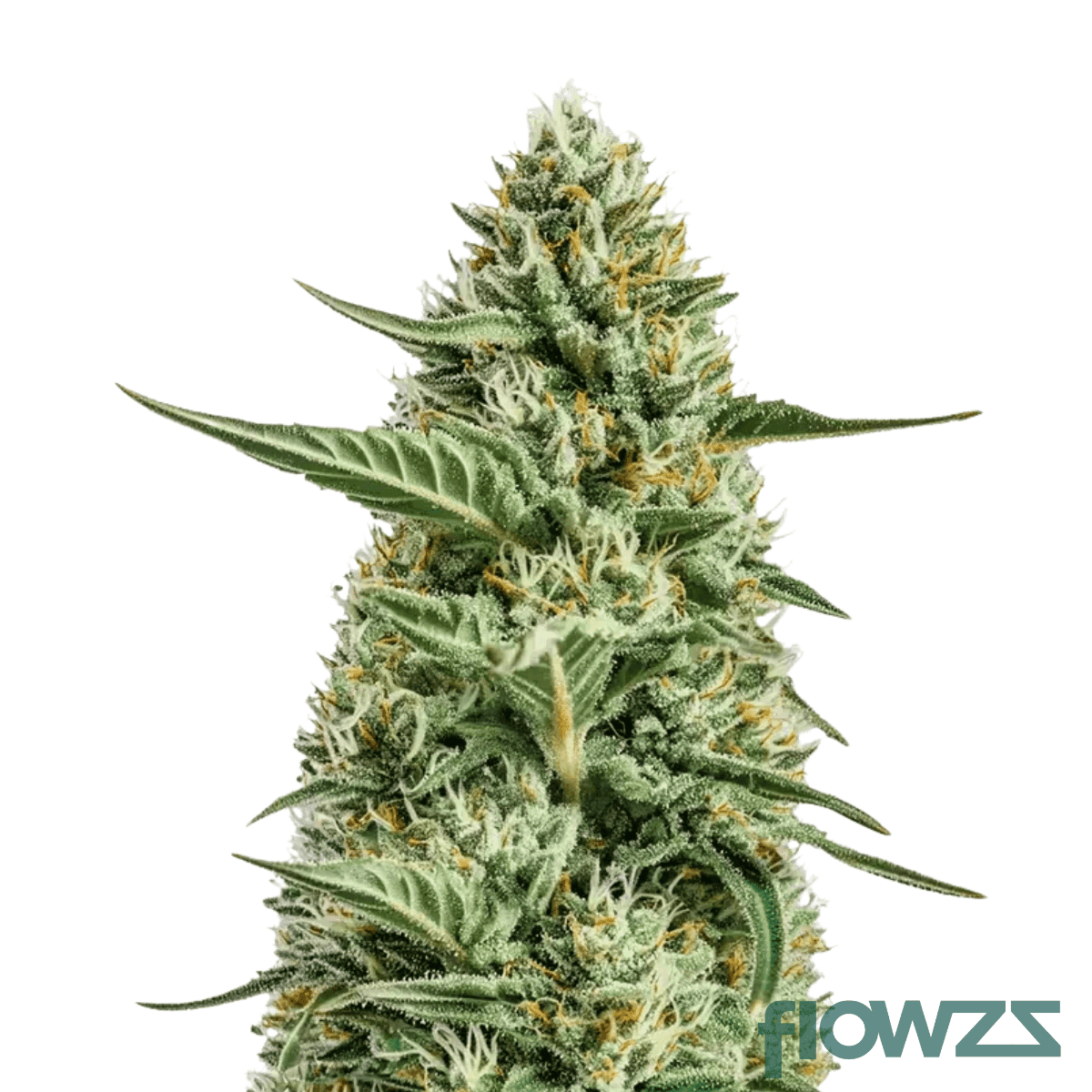 super-sativa