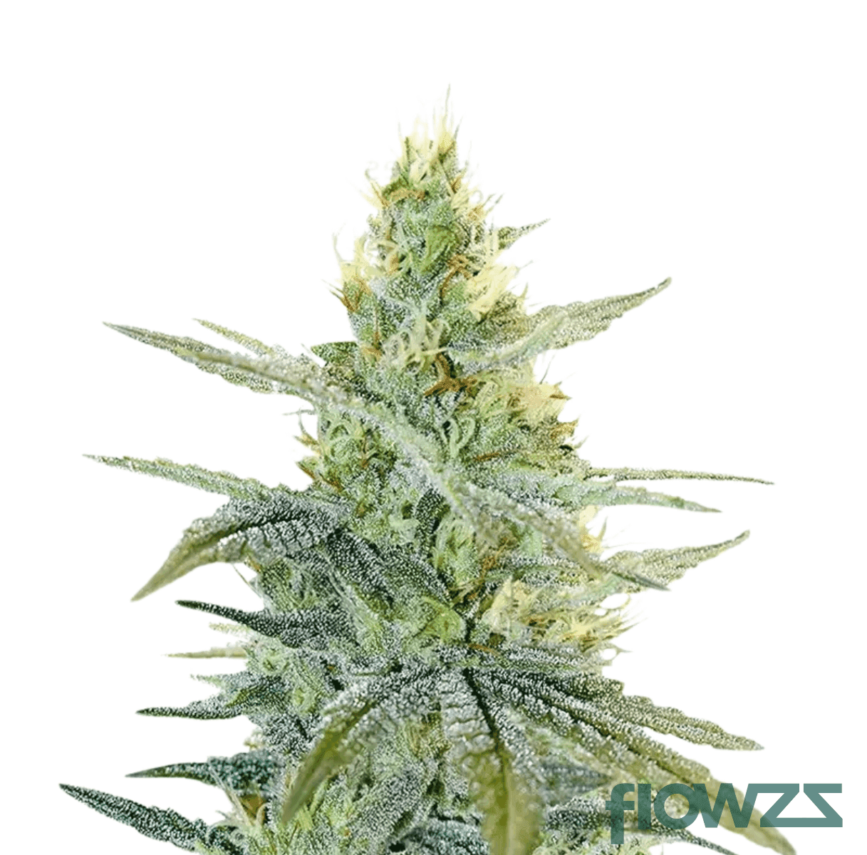 fritter-mintz