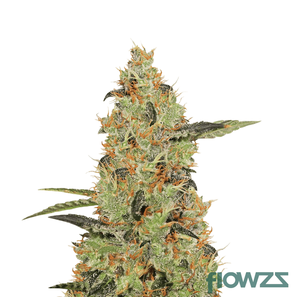 strawberry-haze