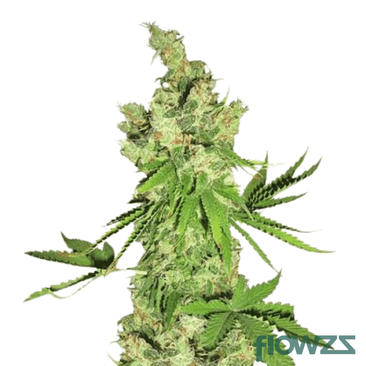 lime-kush-2-0