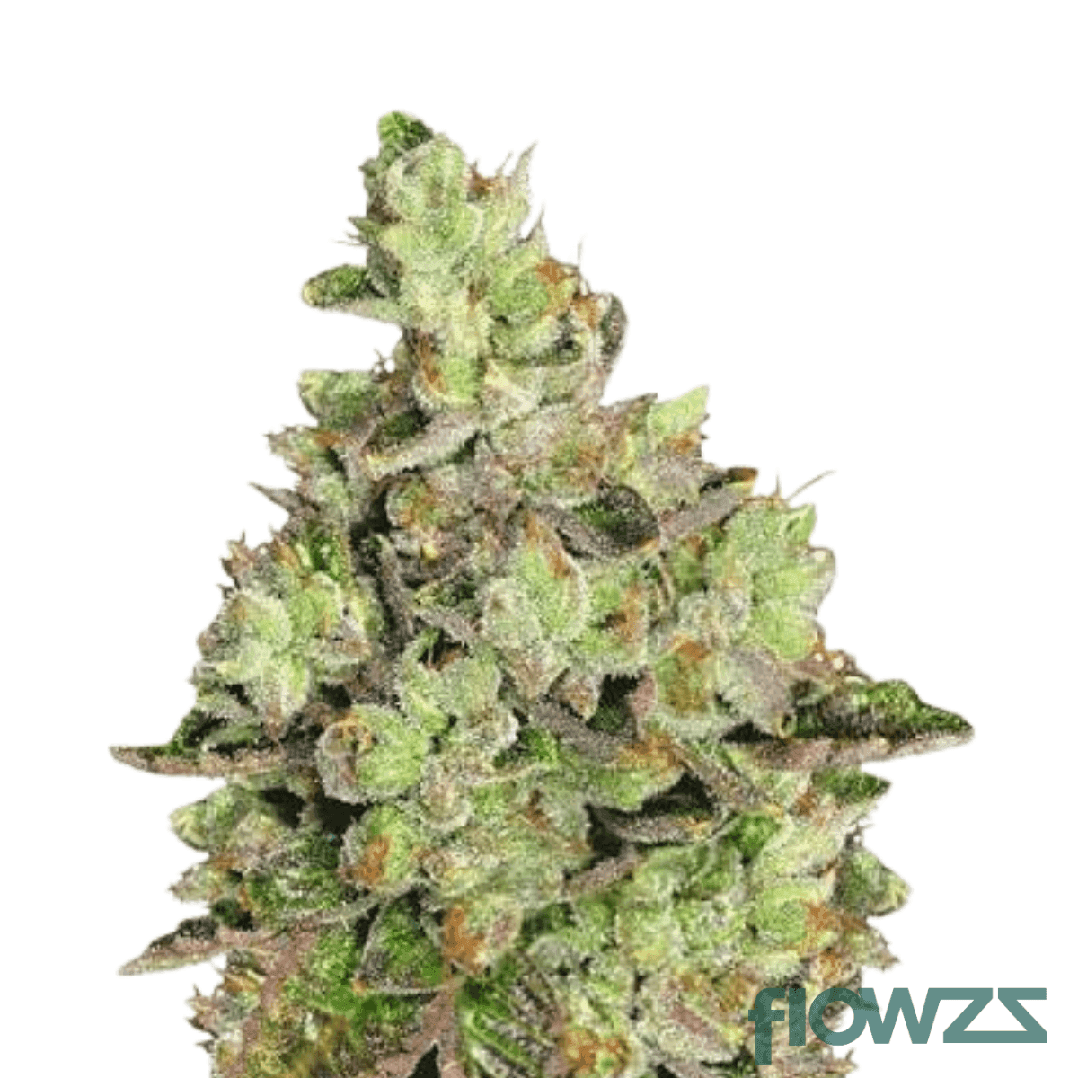 campfire-kush