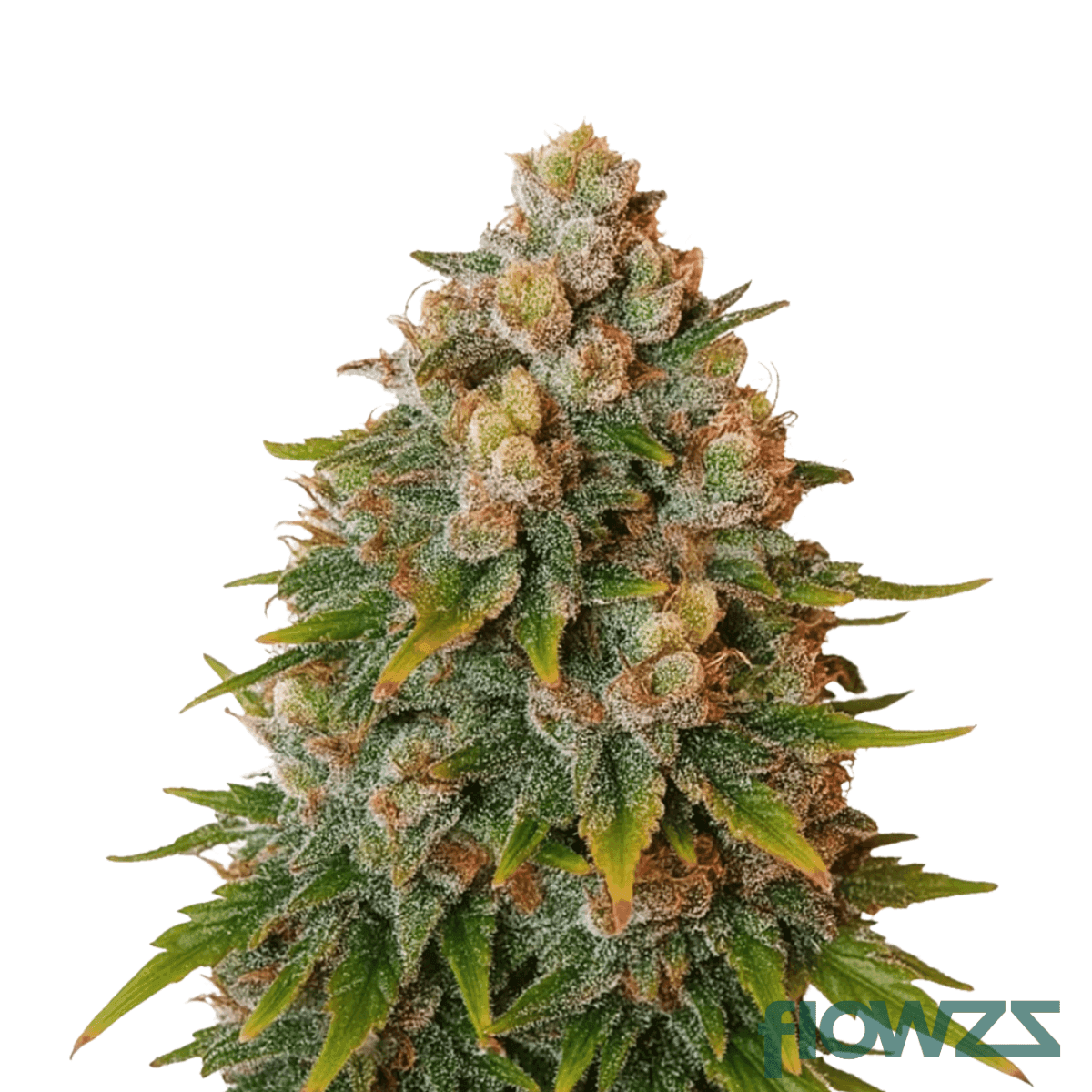 pink-cookies