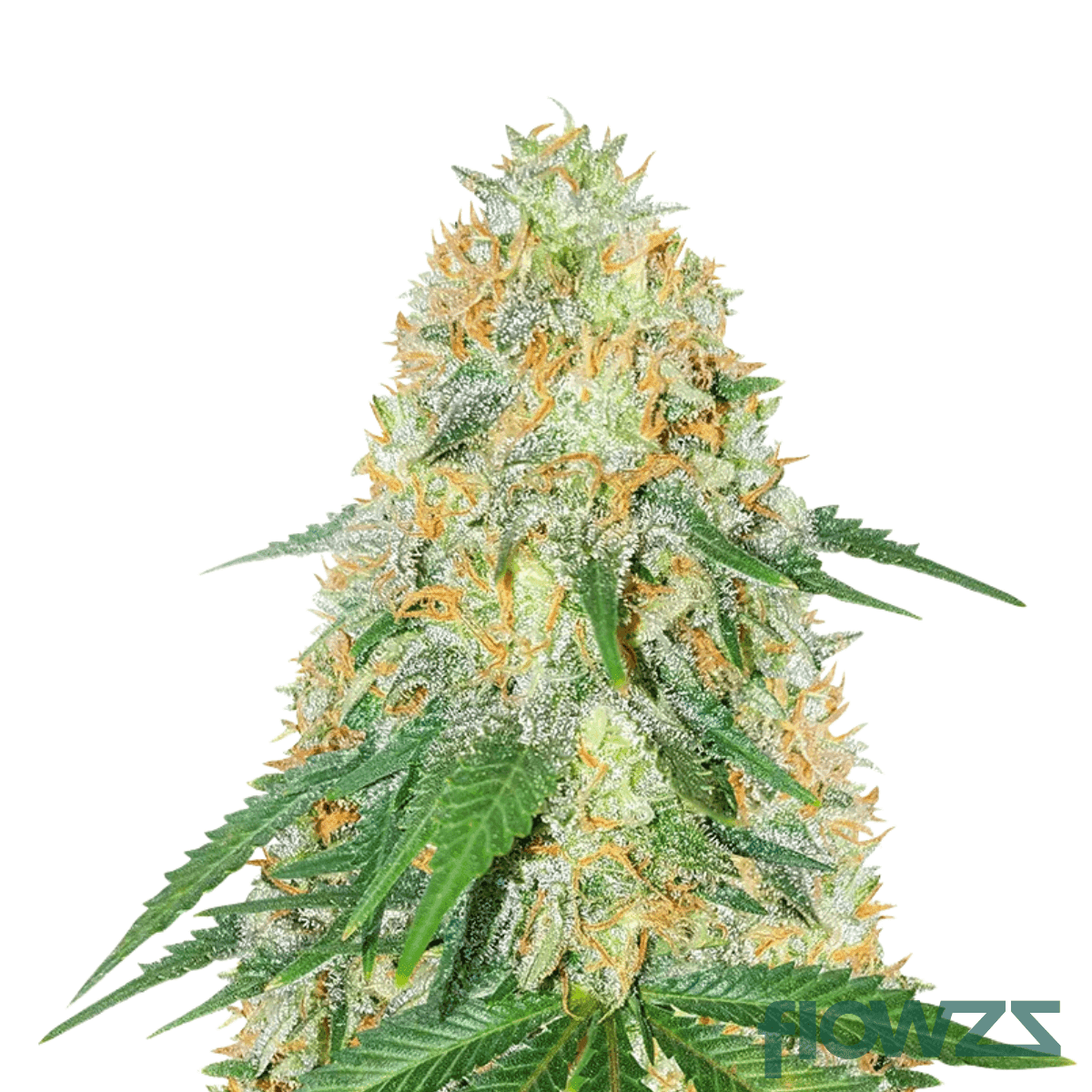 kush-breath
