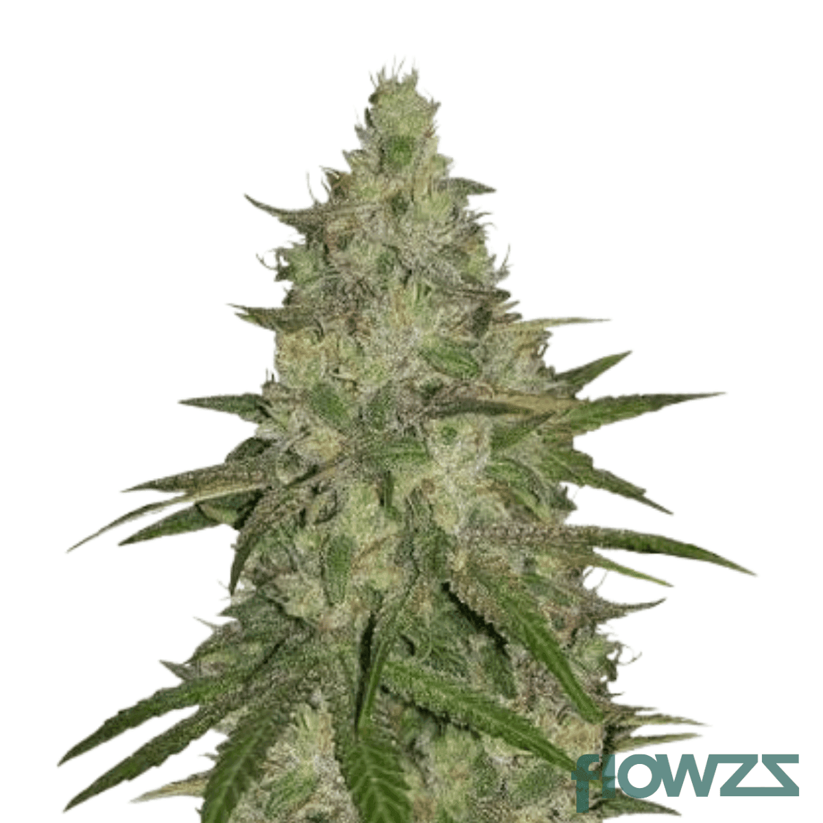 grape-runtz
