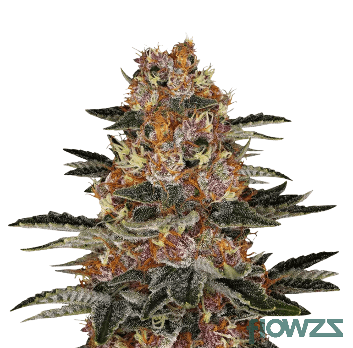 purple-punch-haze