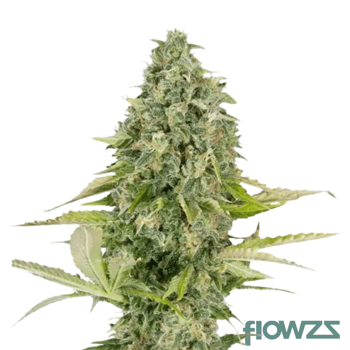 mint-cherry-one