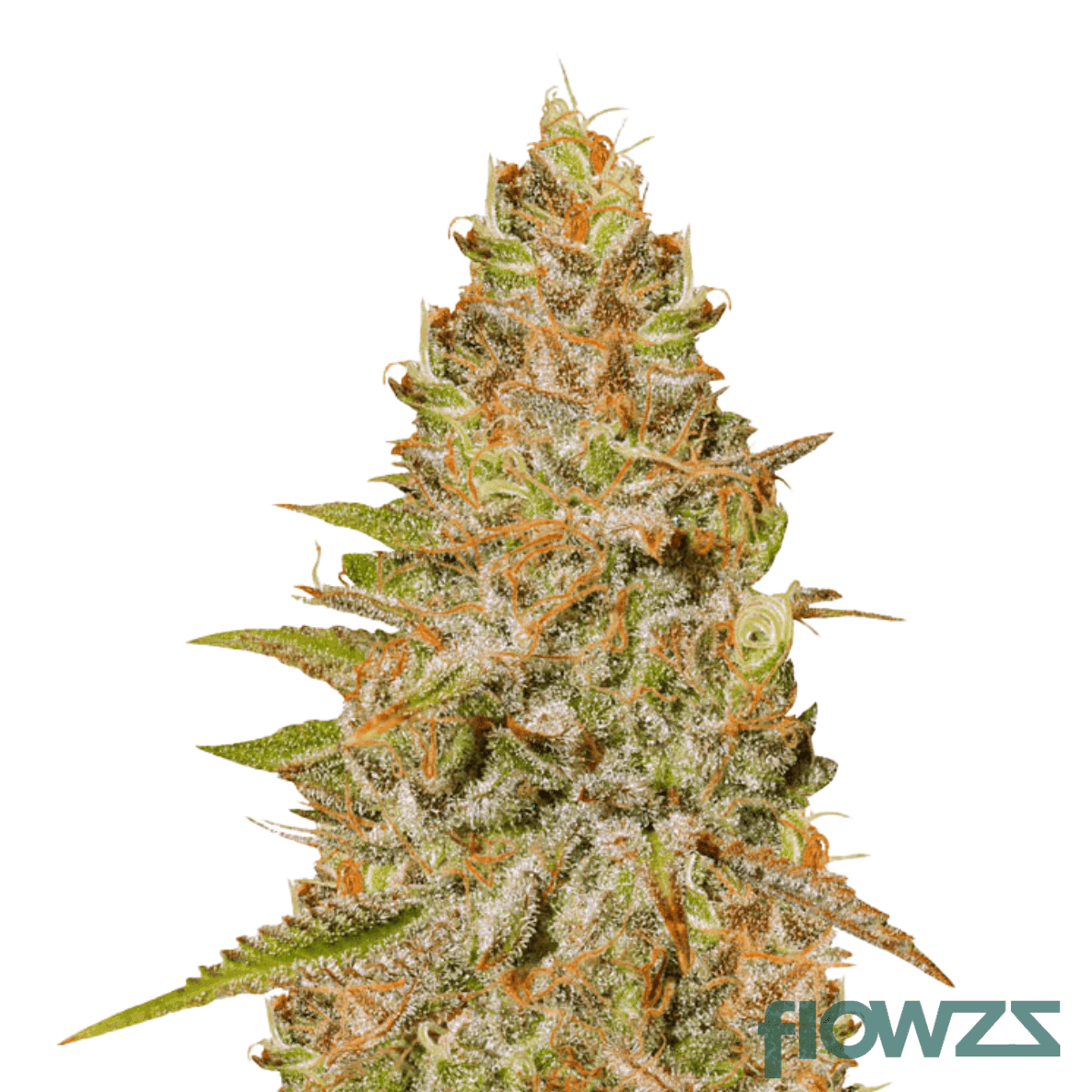 lemon-shining-silver-haze