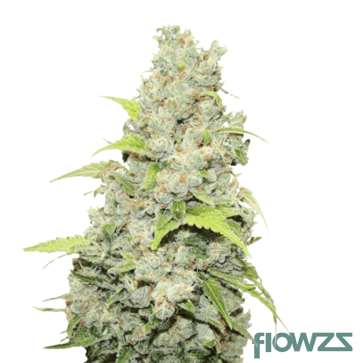 sour-gorilla