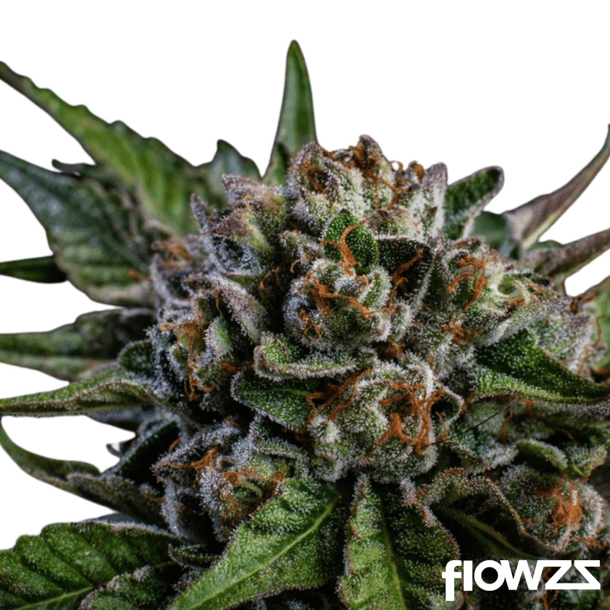 Gary Payton x Gushers