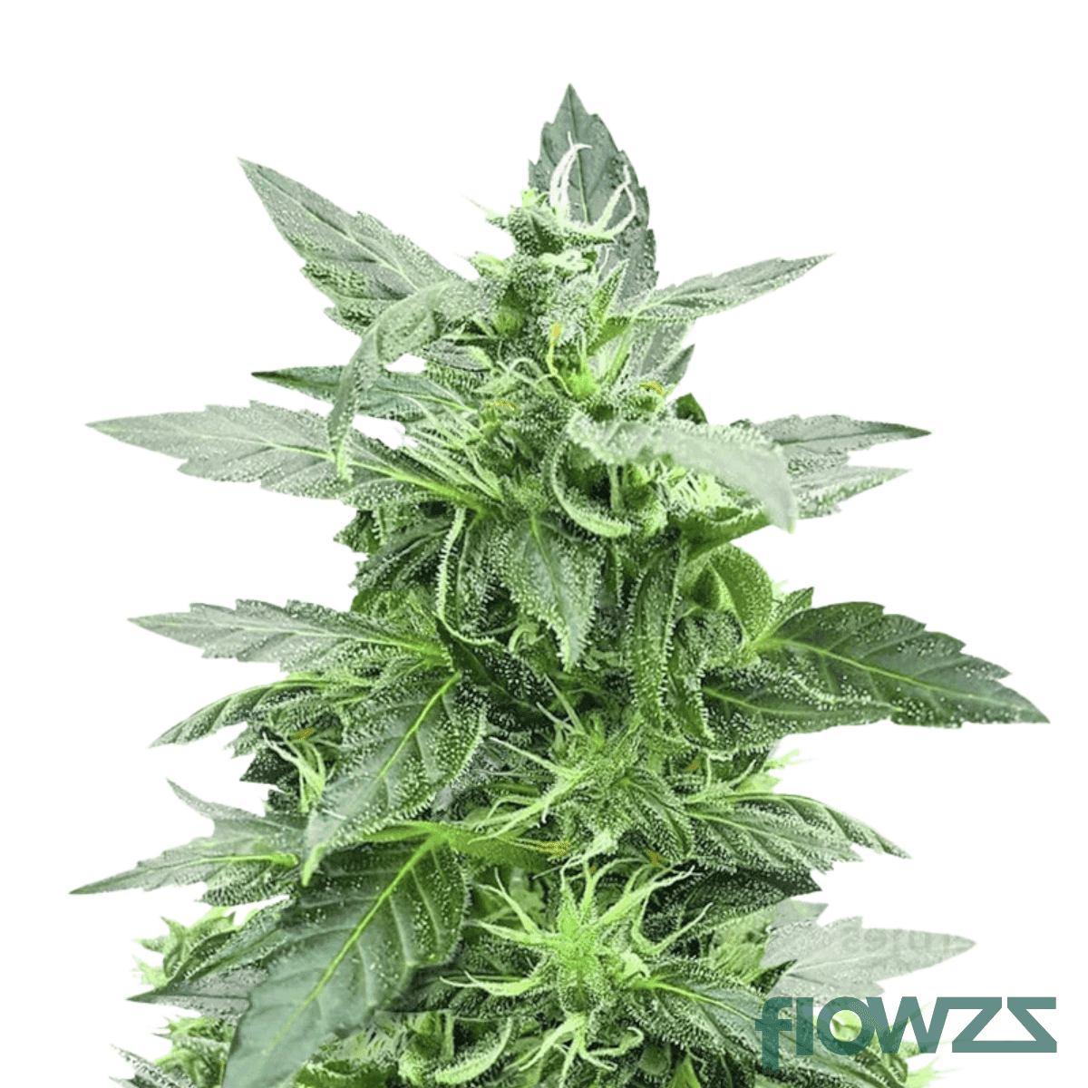 sticky-skittlez