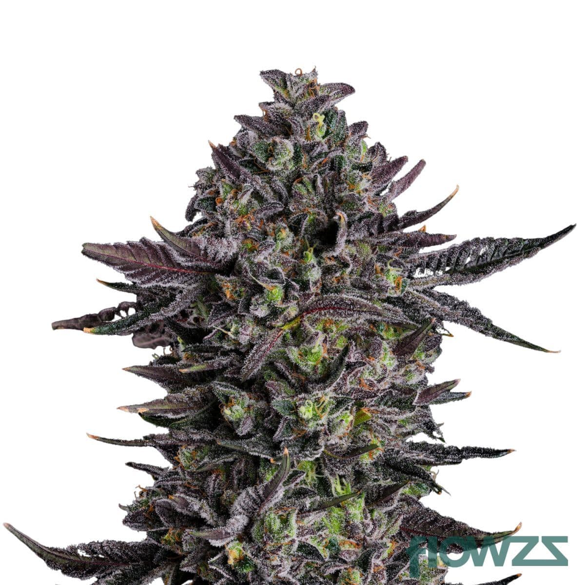 grape-hubba-bubba