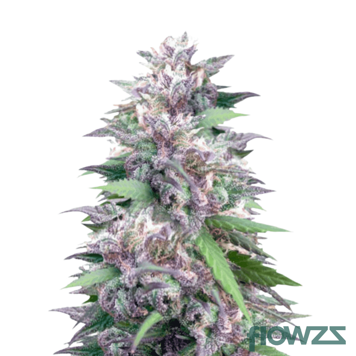 papaya-power