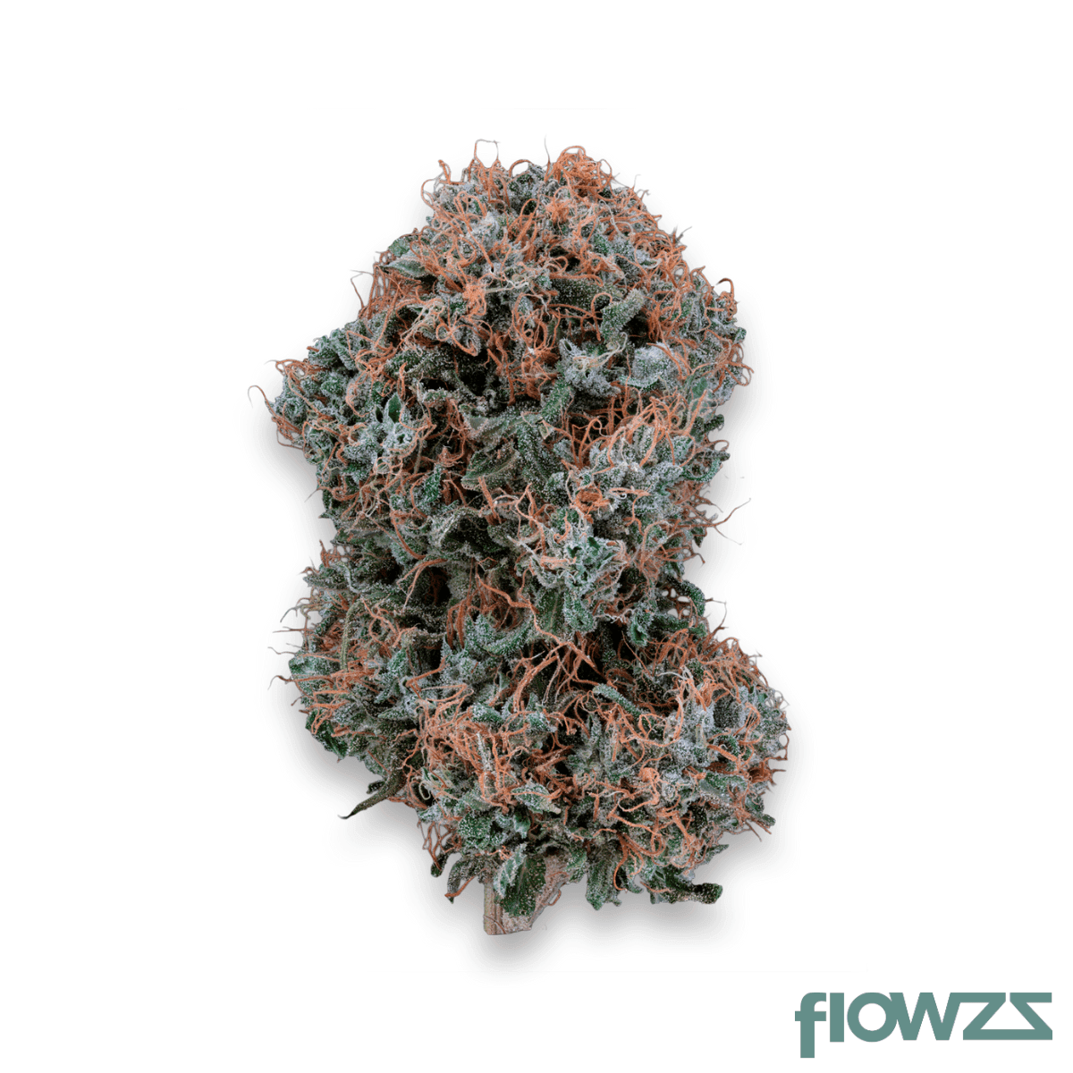 20-1-iuvo-oc-afghani-bullrider