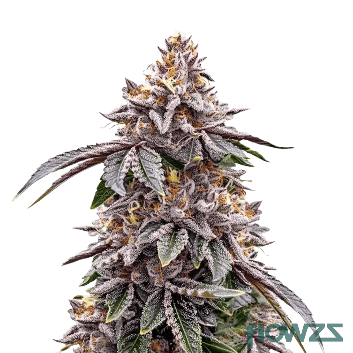 grape-pie-runtz