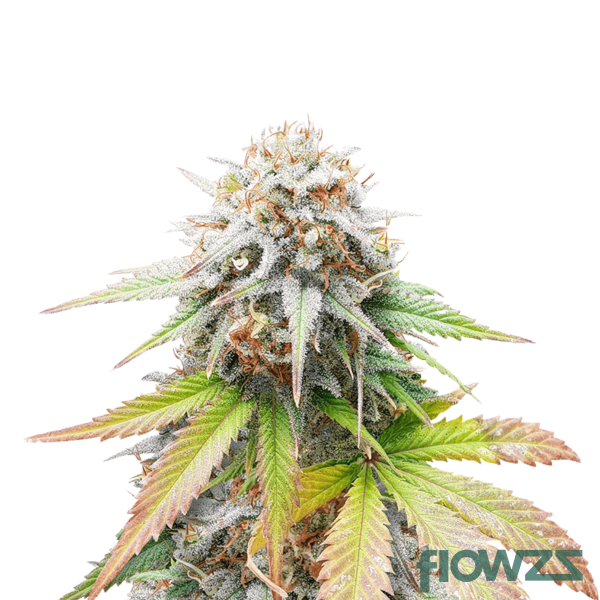 white-hot-guava