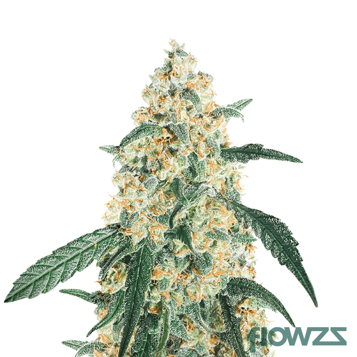 skunk-widow