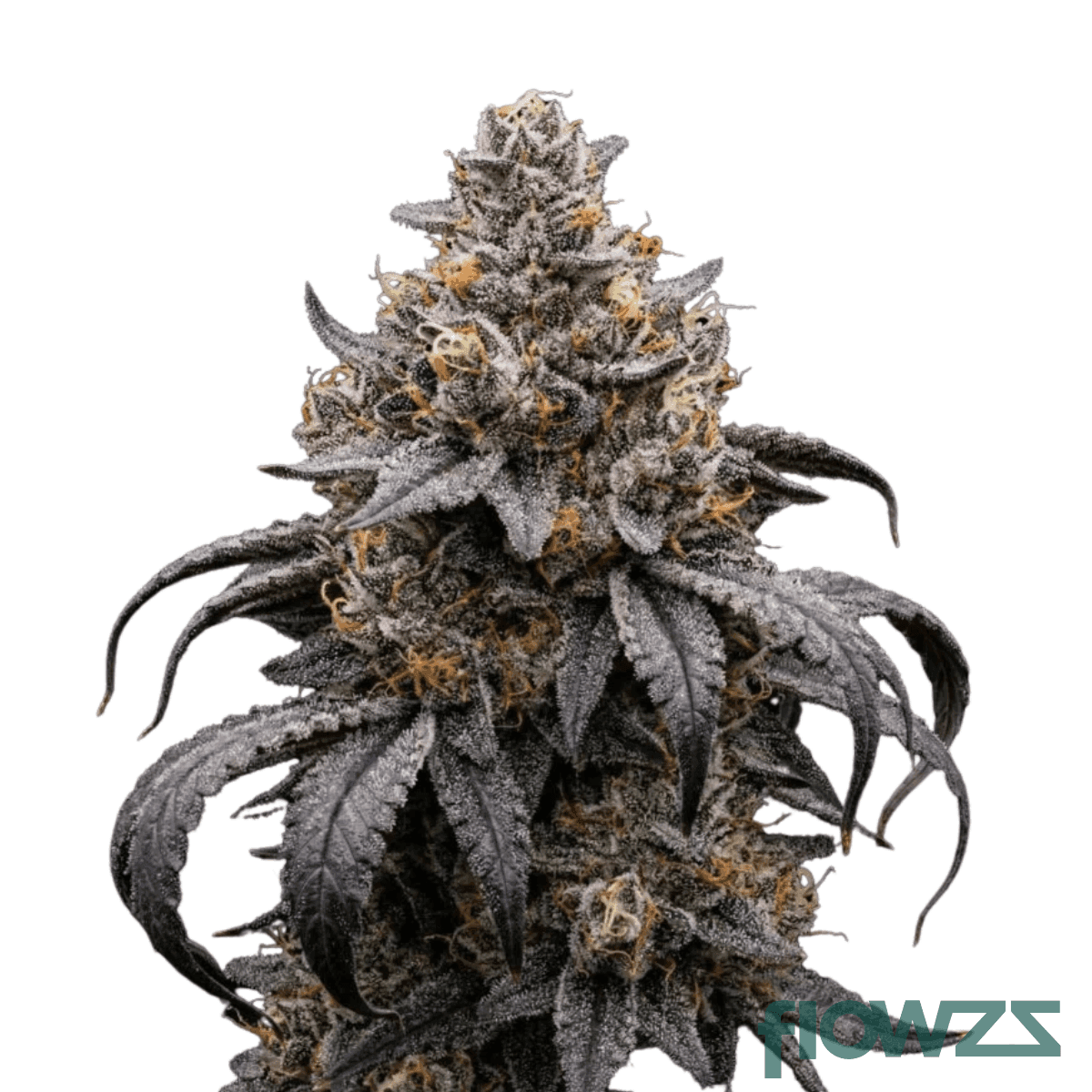 minty-green-gift
