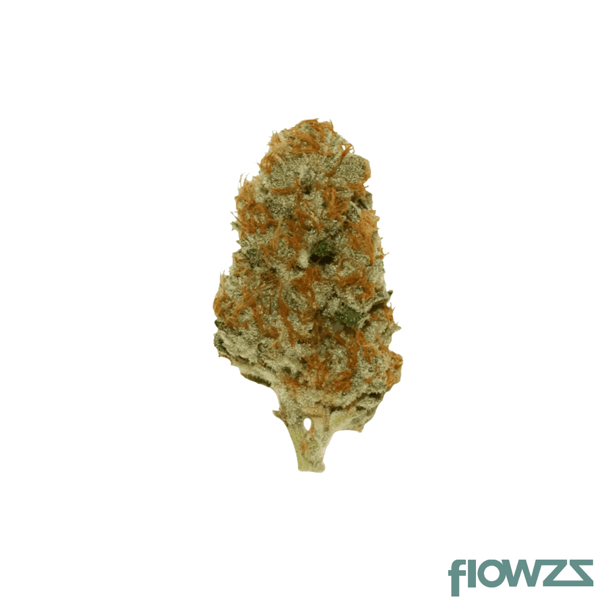 pop-up-no-12-30-1-bachelor-party