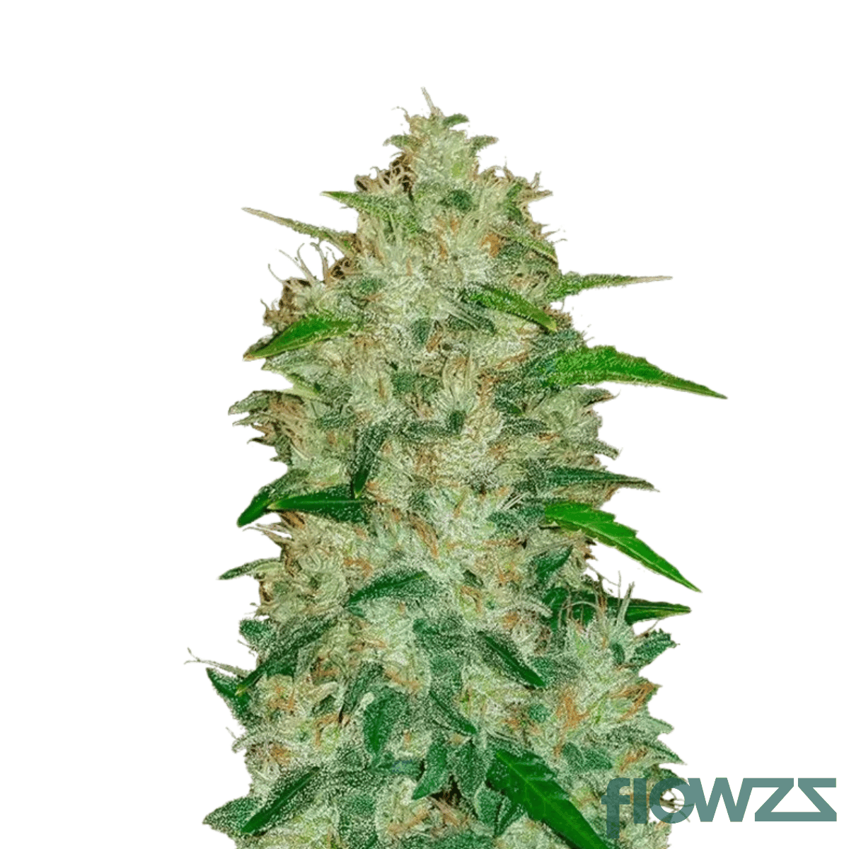 florida-og